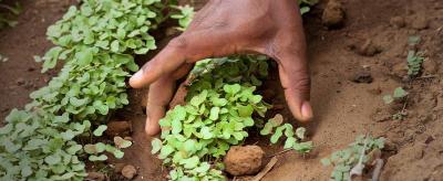 A hand tends to small green seedlings growing in soil.