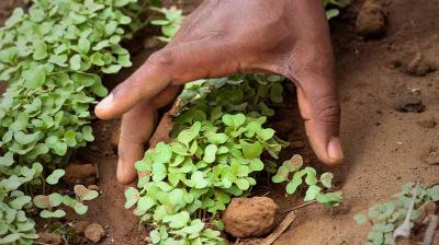 A hand tends to small green seedlings growing in soil.